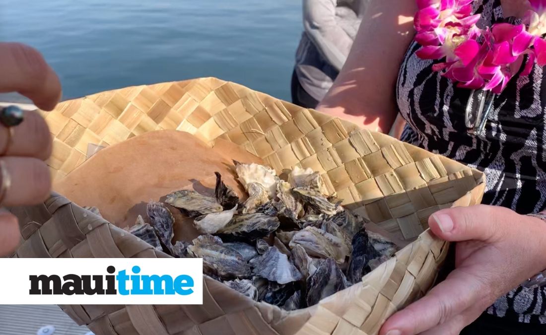 Pilot Project Uses Oysters to Improve Water Quality at Ma'alaea Harbor - Maui Time