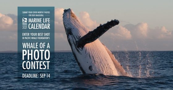 Whale of a Photo Contest fundraiser for PWF