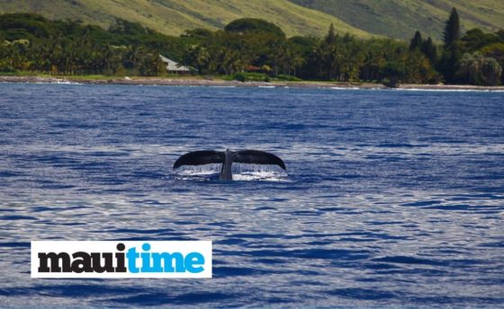 Guess the date and time of Maui’s first 2020 humpback whale sighting and win Pacific Whale Foundation gear!