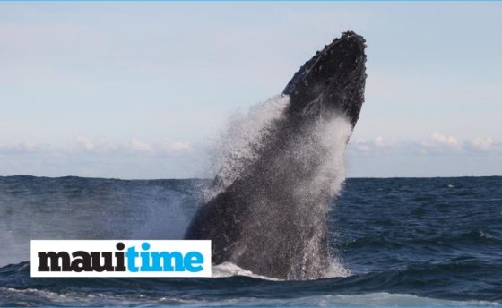 Pacific Whale Foundation researchers dive deep to understand climate impacts on whales
